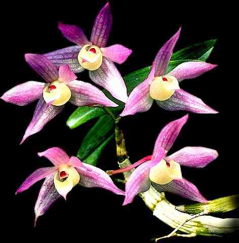 Dendrobium hercoglossum